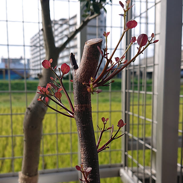 Miyakoさんの実例写真