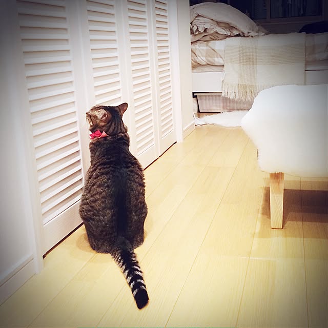lovecatさんの実例写真