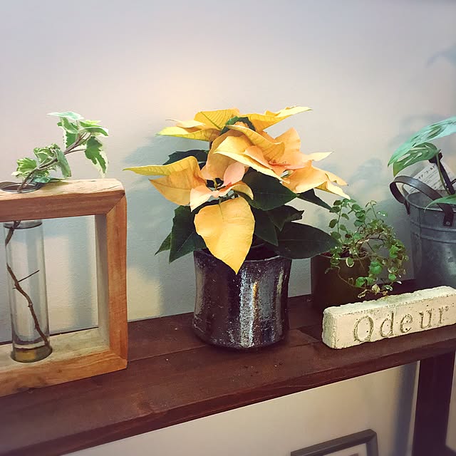 risaさんの実例写真