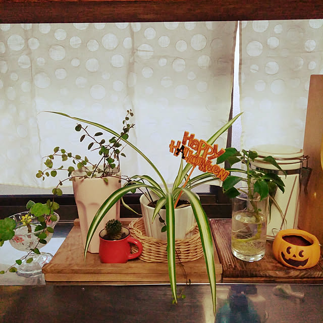 emibutaさんの実例写真