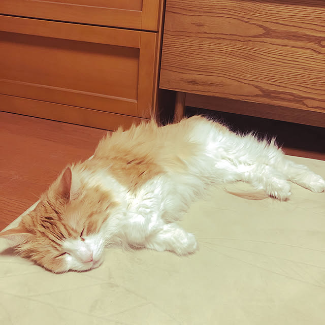 uchidaizuさんの実例写真