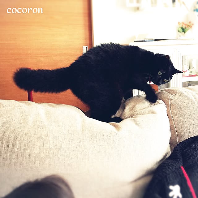 cocoronさんの実例写真