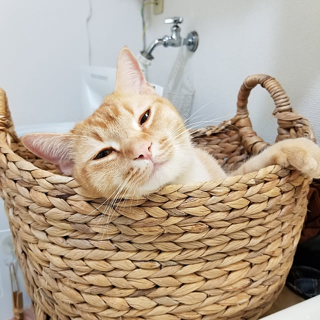 mi_iさんの実例写真