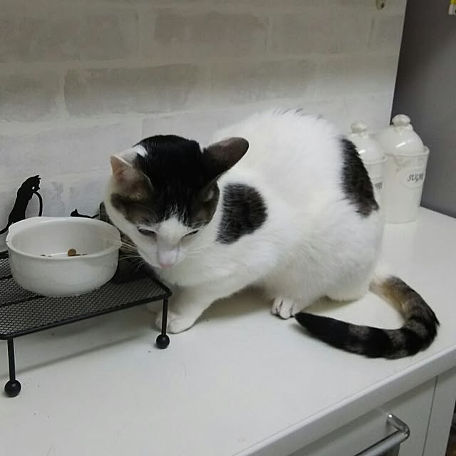 sakuraさんの実例写真