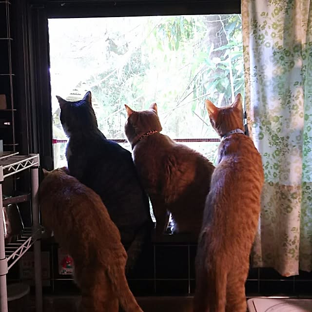 37さんの実例写真