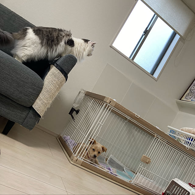 aiさんの実例写真