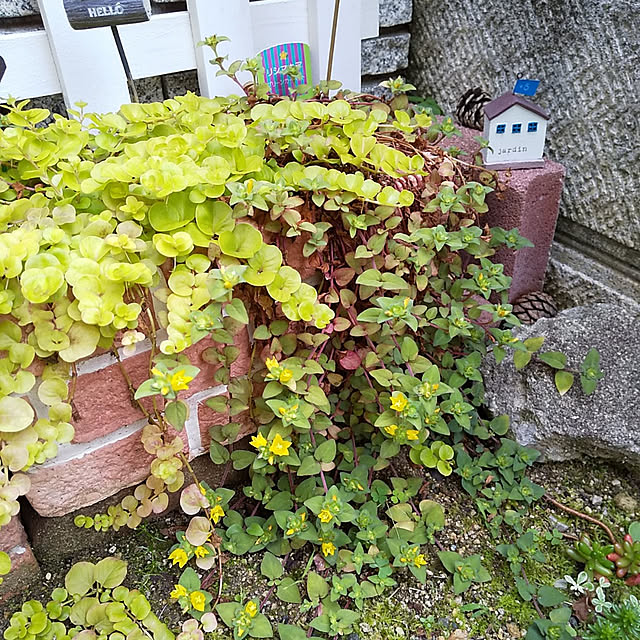 25Moondropsさんの実例写真