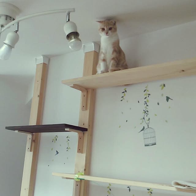 jonimofuさんの実例写真
