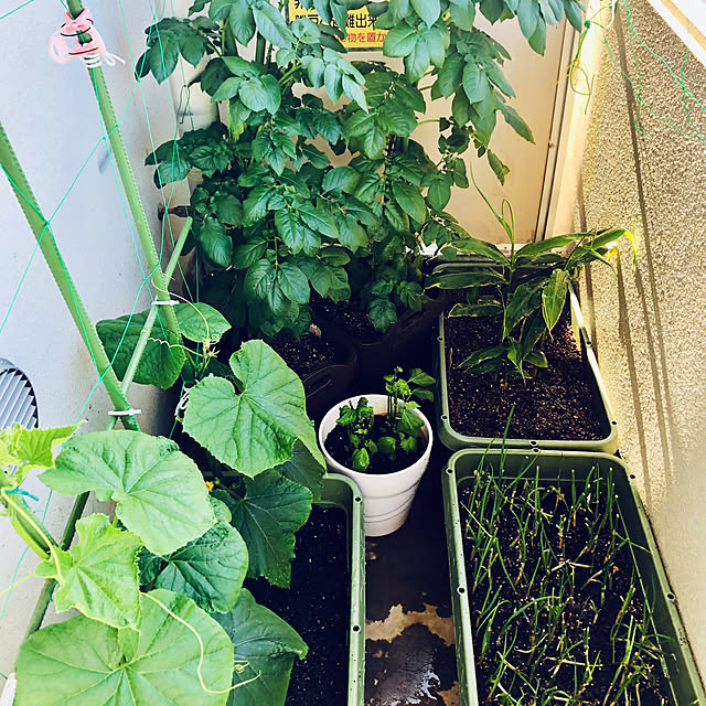 hanachanさんの部屋