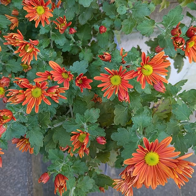 kazuさんの実例写真