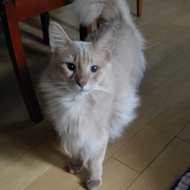 1ldksさんの実例写真