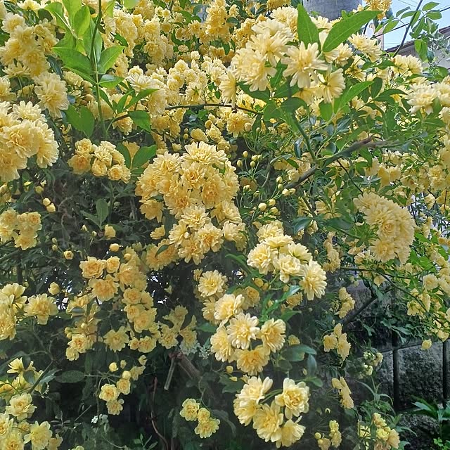 treeさんの実例写真