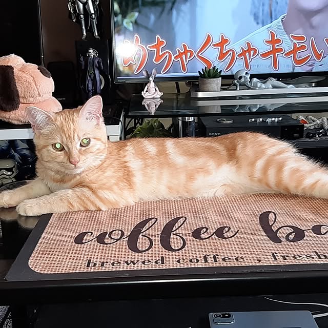 tosi66554さんの部屋