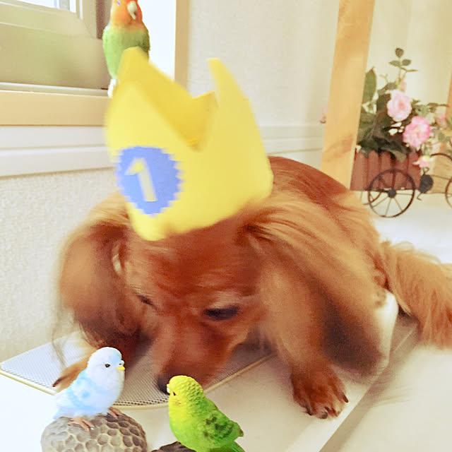 toratanさんの実例写真