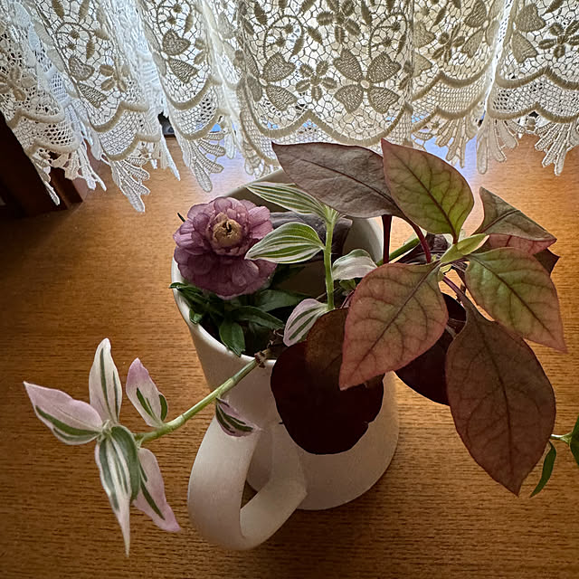 mamizaさんの部屋