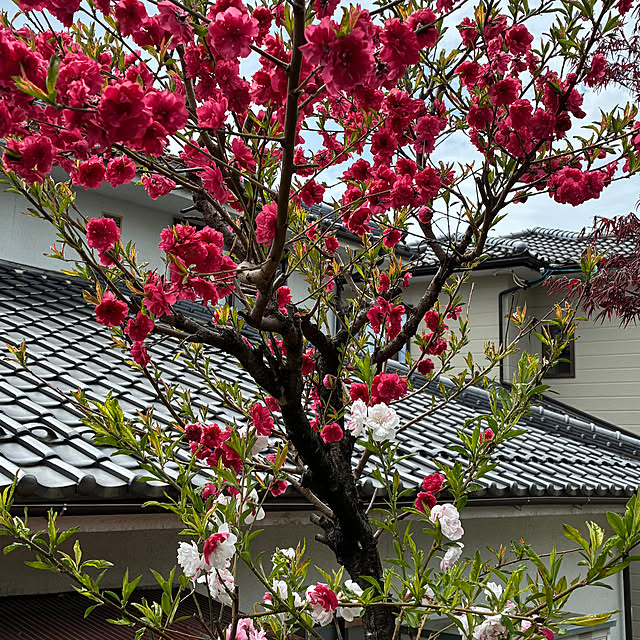 mary_loveさんの部屋