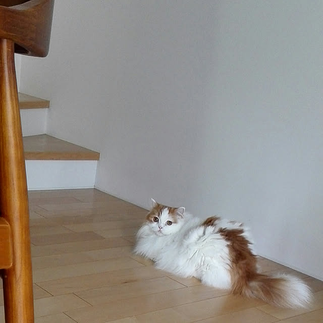1ldksさんの実例写真