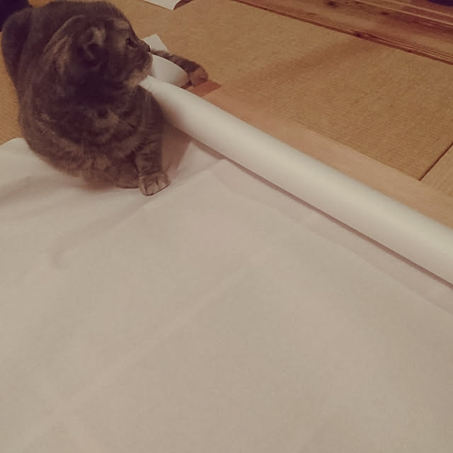 Kosuyaさんの実例写真