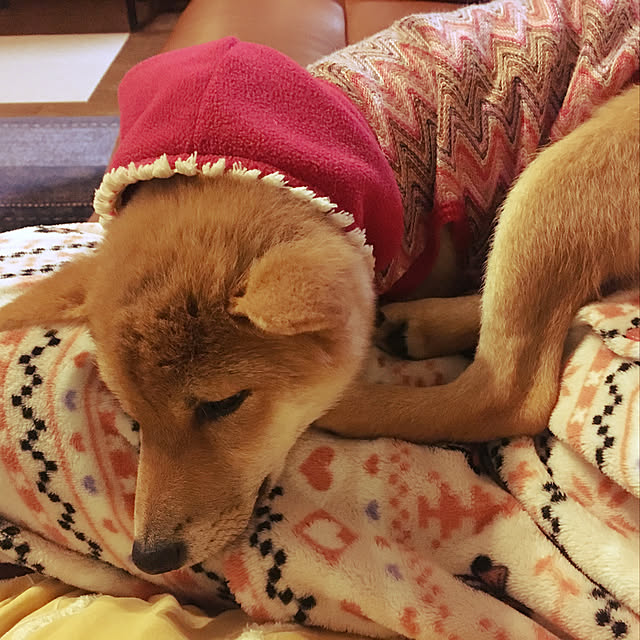 tanyuumoさんの実例写真