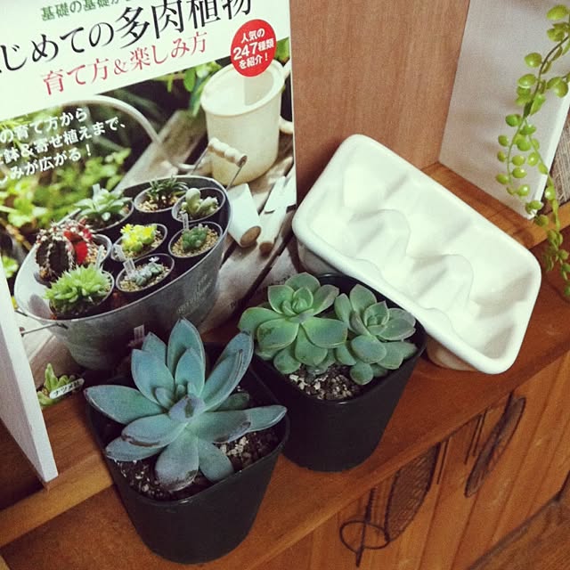 mintさんの実例写真