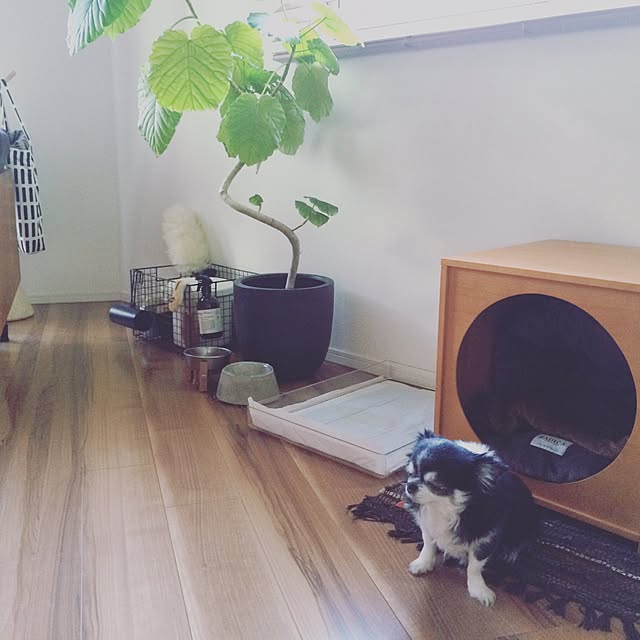 rachiさんの実例写真