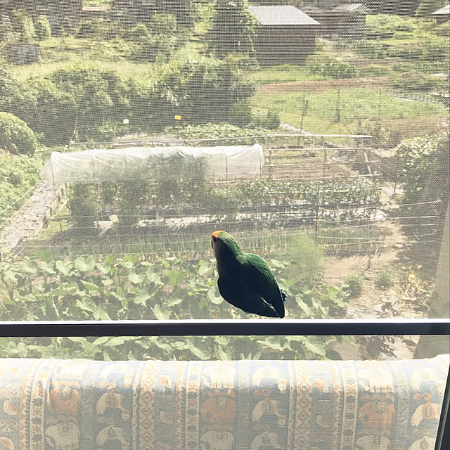 aoinokimiさんの実例写真