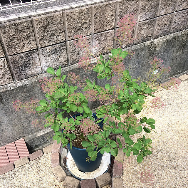 ayayayayaさんの実例写真