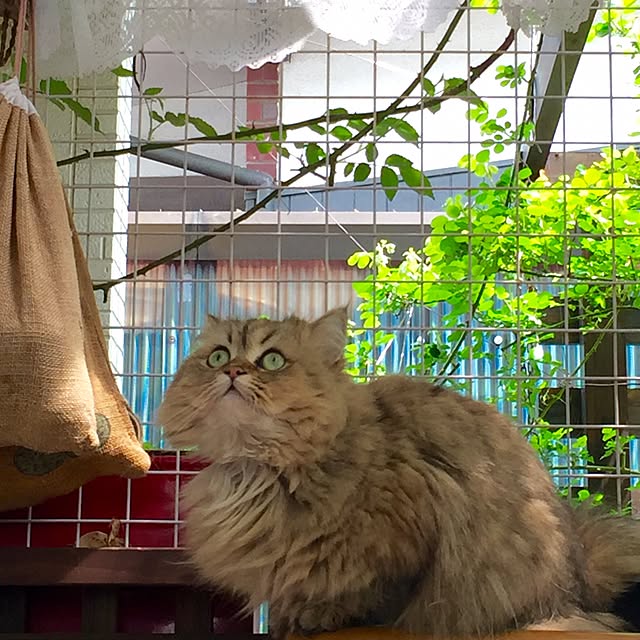butachanさんの実例写真