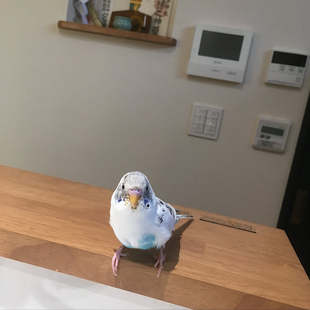 kayoさんの実例写真
