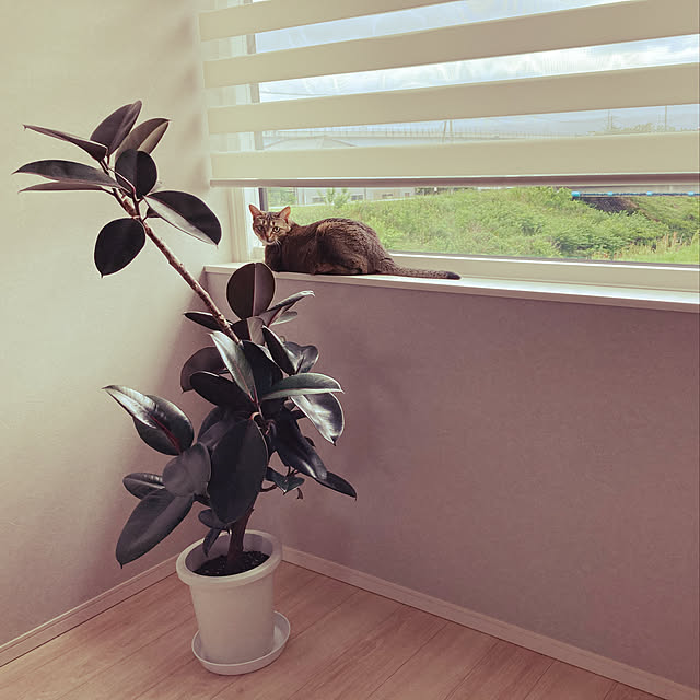 nyanko_room_さんの実例写真