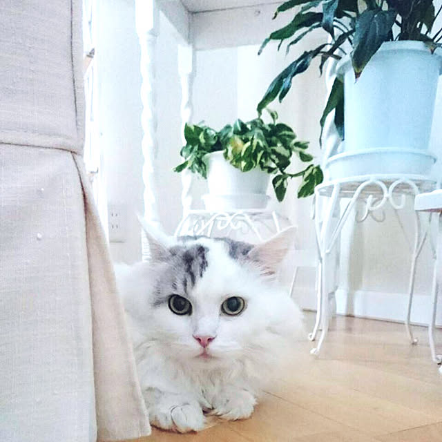 ru-tiaraさんの実例写真