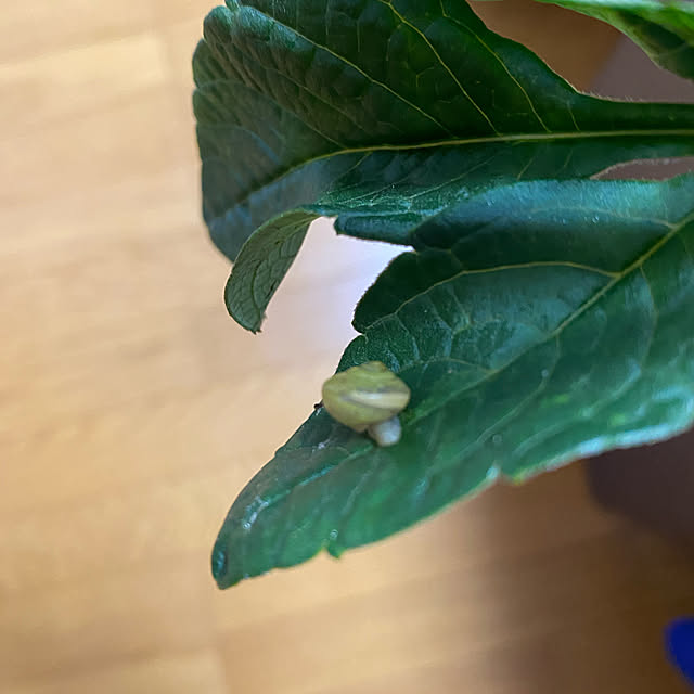 yukitamaさんの実例写真