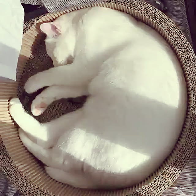 yuki48さんの実例写真