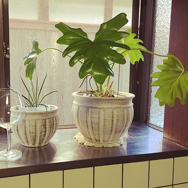 キッチン/観葉植物のインテリア実例 - 2014-10-25 11:51:04