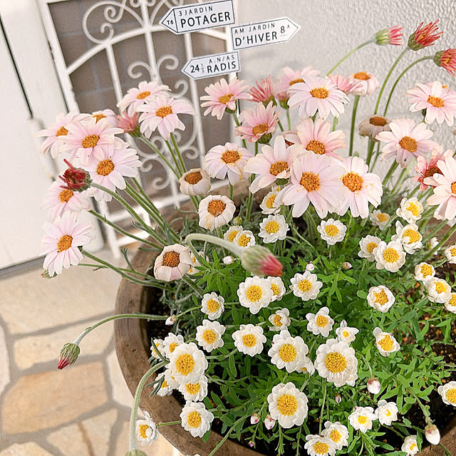 mikiponさんの部屋