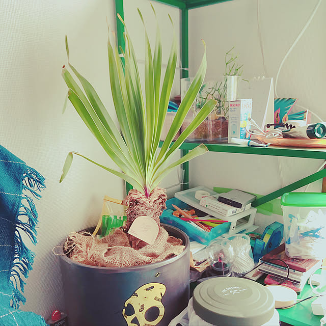 ブーファン ディスティチャ/雑貨/観葉植物/一人暮らし/多肉植物...などのインテリア実例 - 2020-06-17 21:23:20
