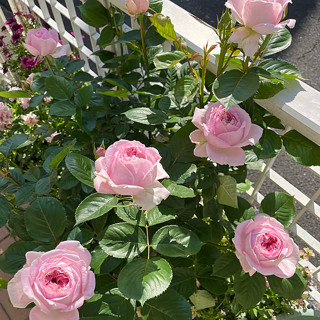 dainaoreiさんの部屋