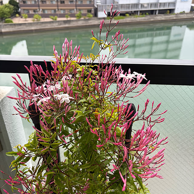 kyoryu2kidsさんの部屋