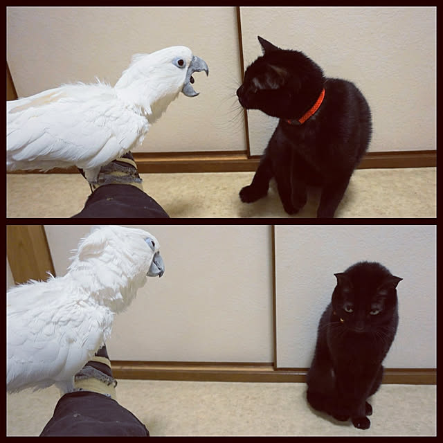 aromameさんの実例写真