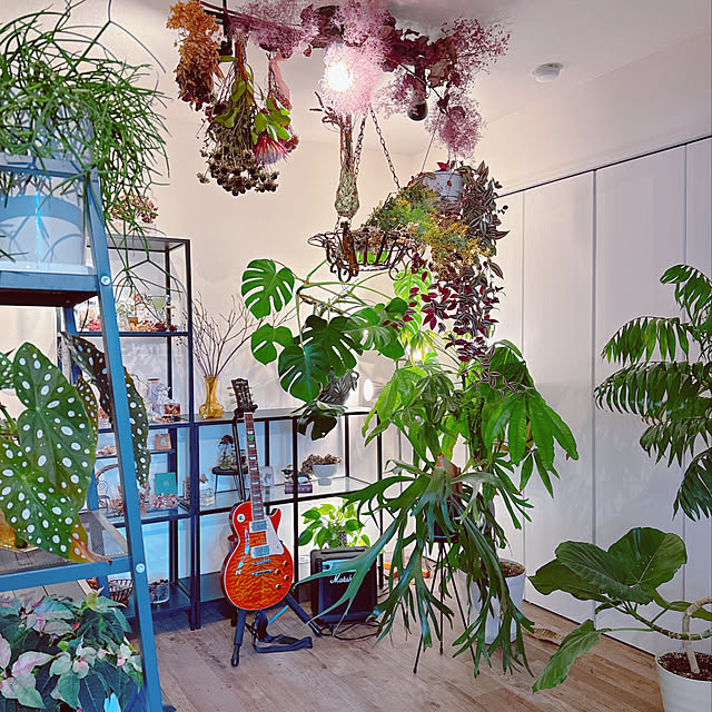 部屋全体/ミモザ/花/照明/植物...などのインテリア実例 - 2024-03-09 17:47:03