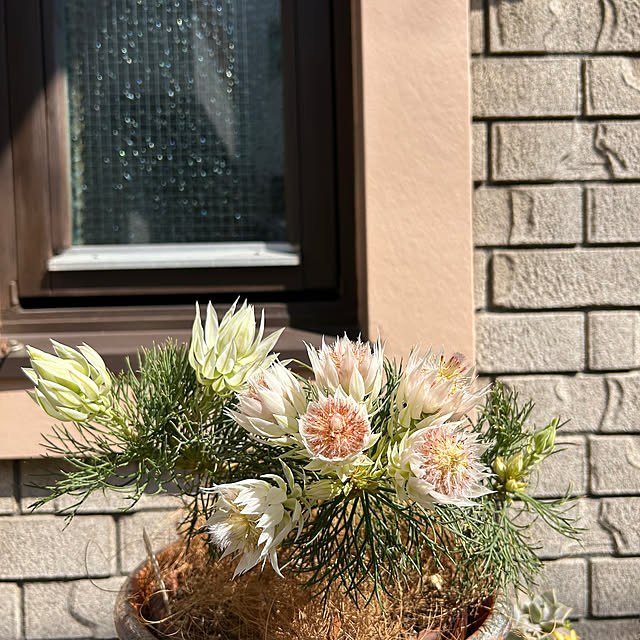 botanさんの部屋