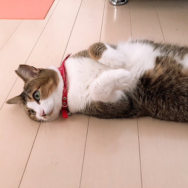 nekomiさんの実例写真