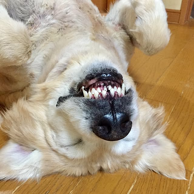 Poaluさんの実例写真