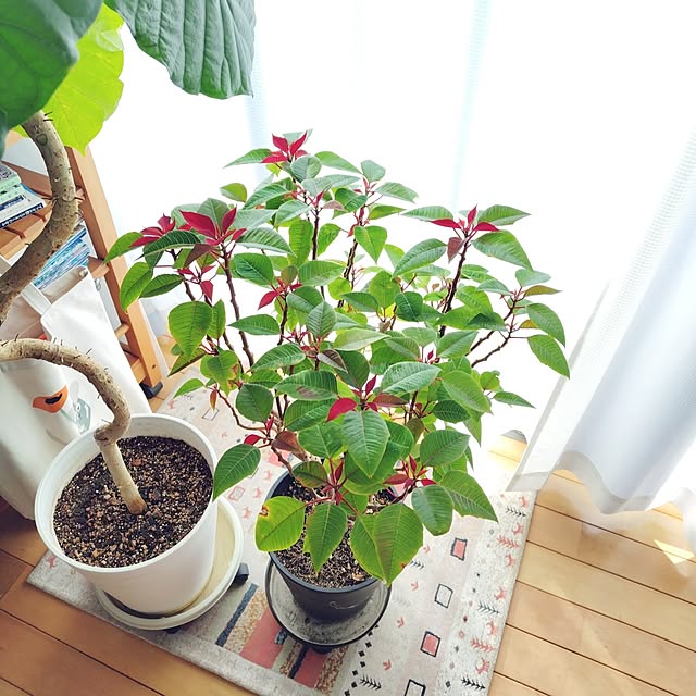 mutsuさんの部屋