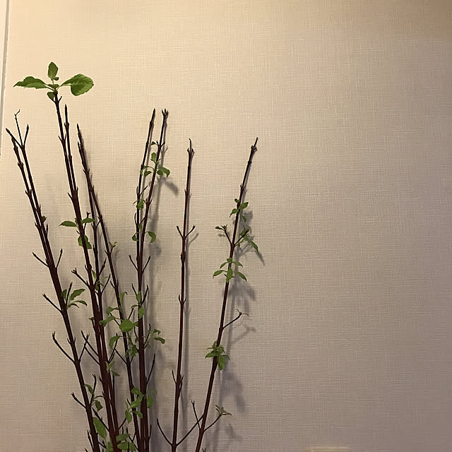 rinrinさんの実例写真