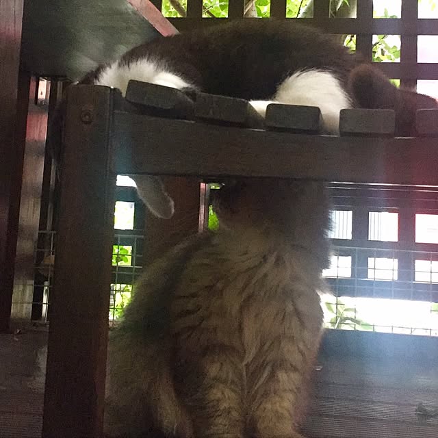 butachanさんの実例写真