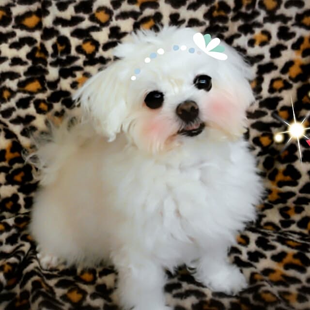 玄関/入り口/愛犬❤︎のインテリア実例 - 2015-02-27 22:48:54