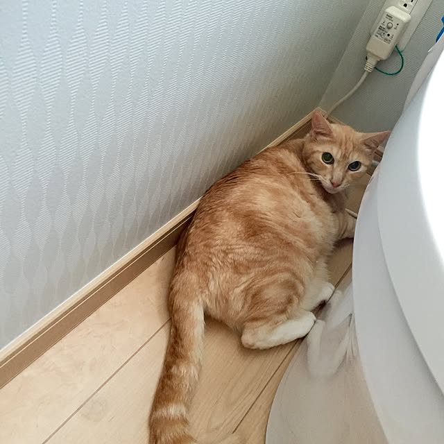 Minakoさんの実例写真