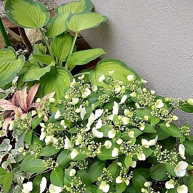 garden.numaさんの部屋