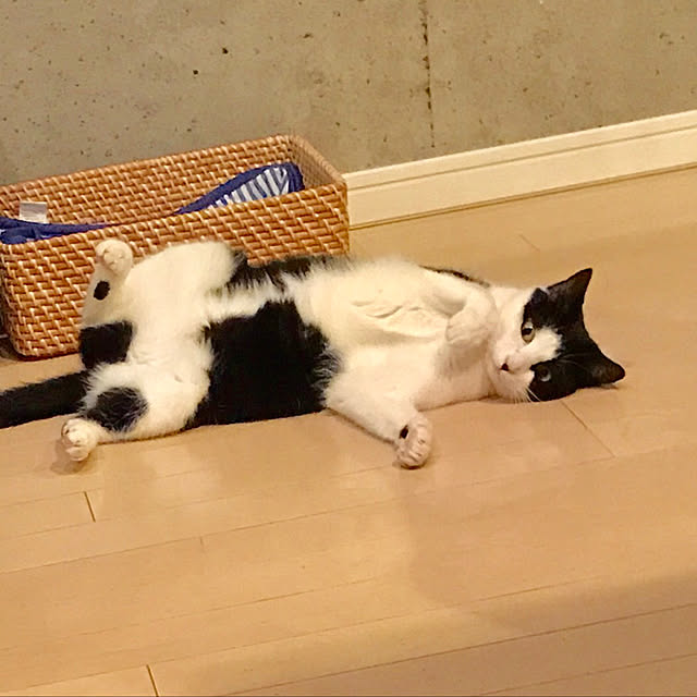 ziziguguさんの実例写真